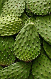 NOPALES