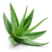 ALOE V